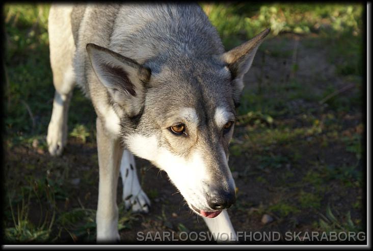 You have reached the last slide